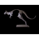 Kangaroo