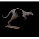 Kangaroo