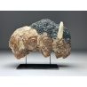Bison américain