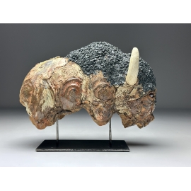 Bison américain